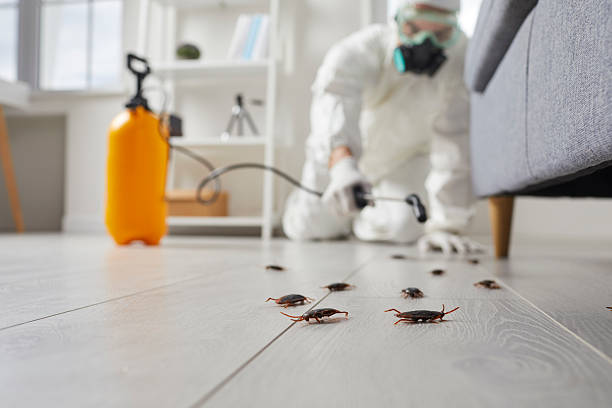 Commercial Rodent Management in Willard